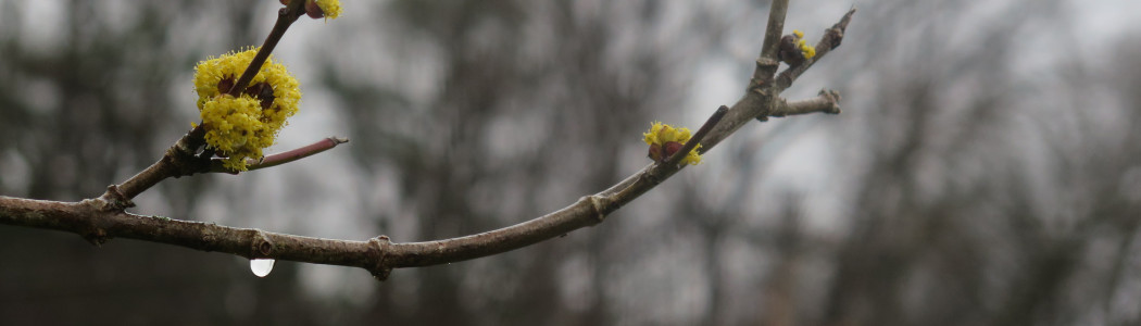 stark parks silk photo crop banner